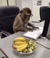Affe tippt hektisch auf einer Tastatur